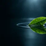 A single green tea leaf resting on still dark water, with one ripple spreading outward